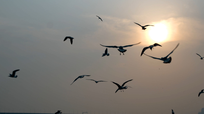 海鸥夕阳-鸟群飞鸟-海面太阳飞翔60帧