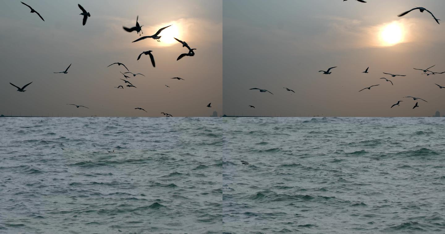 海鸥夕阳-鸟群飞鸟-海面太阳飞翔60帧