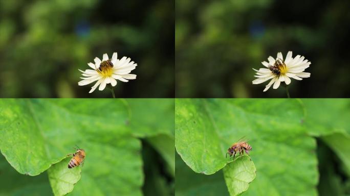 蜜蜂蜜蜂采蜜花蜜蜂蜜