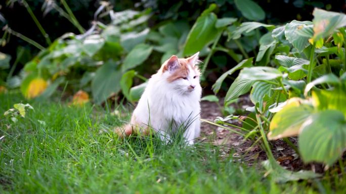 白色长毛猫在草坪花园中休息