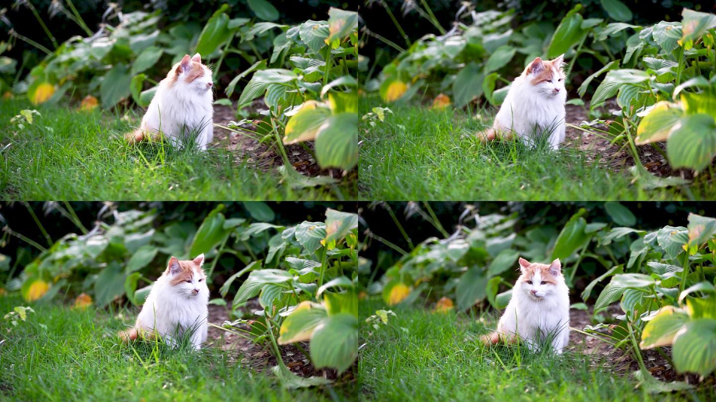白色长毛猫在草坪花园中休息