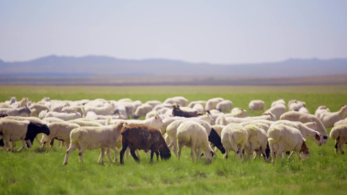 1080P草原羊群拍摄