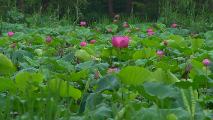 野生荷花