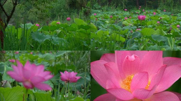 野生荷花