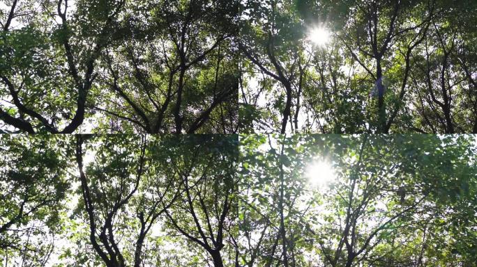 路边树林透过阳光快速行驶视频素材