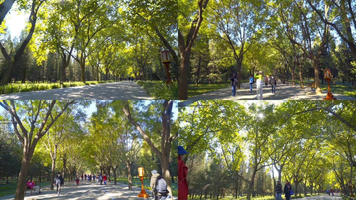 4K阳光树林公园行人清新自然绿色健康生活