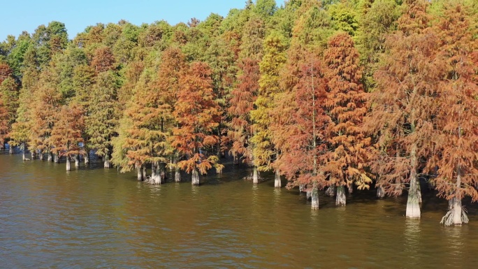 秋季自然风光湖中的水杉林