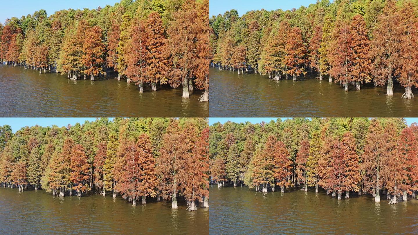 秋季自然风光湖中的水杉林
