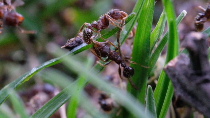 微距生态草丛中的小蚂蚁