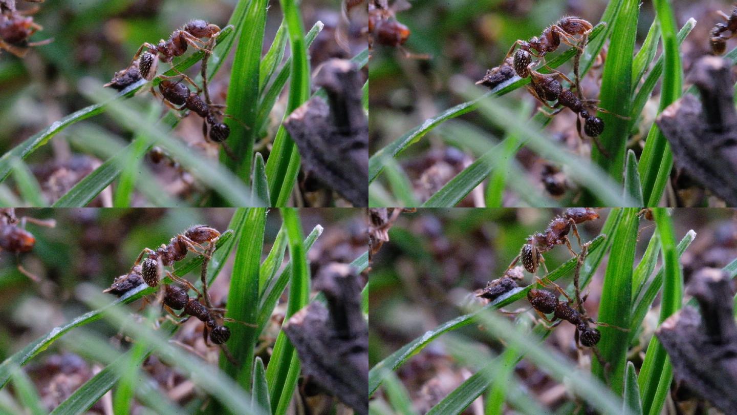 微距生态草丛中的小蚂蚁