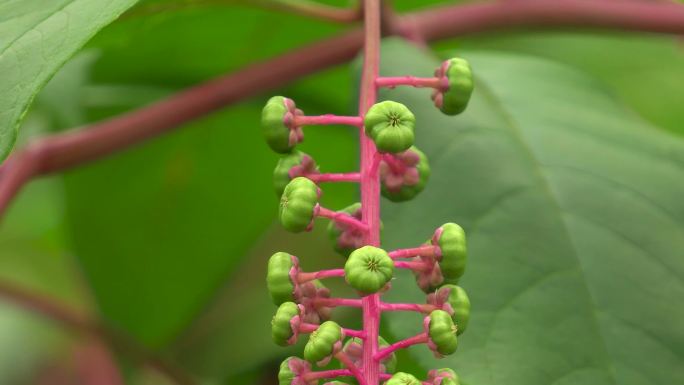 中草药商陆