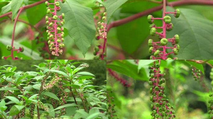 中草药商陆