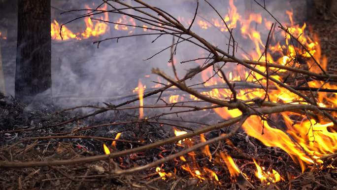 4K森林火灾树枝干草着火