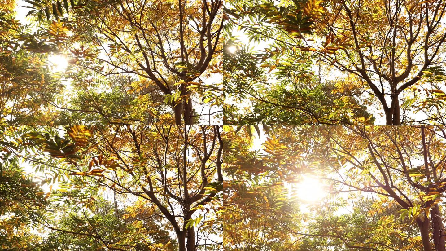 阳光透过树叶的词_阳光透过树叶间的佳句_怎么描写阳光透过树叶