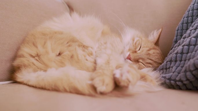4K猫咪沙发缩成一团睡觉