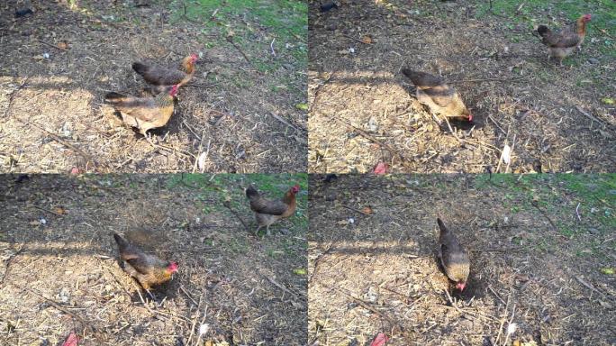 鸡在土中打滚觅食