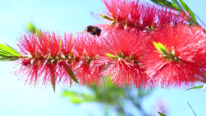 唯美画面蜜蜂-鲜花-广告画质