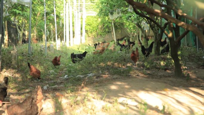 山林放养土鸡，鸡群散步打架觅食