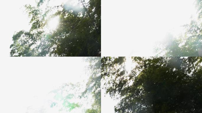 路边树林透过阳光天空快速行驶视频素材