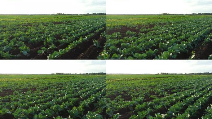菜地菜园蔬菜农产品农业发展