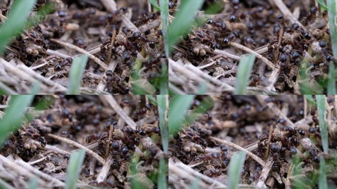 微距草丛中的一窝小蚂蚁