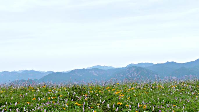 4k高山草甸野花