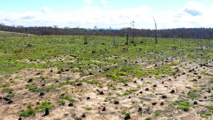 4K砍伐树木树林破坏生态平衡
