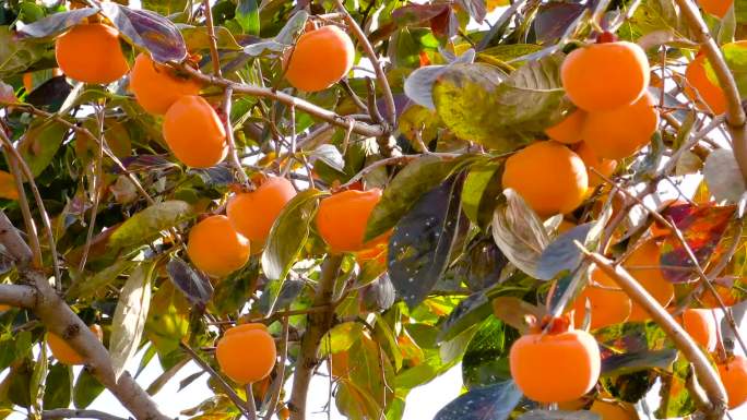 柿子、柿子成熟了、柿子特写镜头04