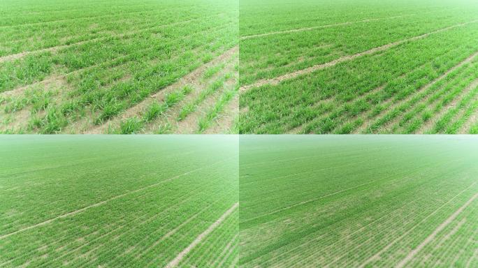 小麦苗航拍（4K50帧）