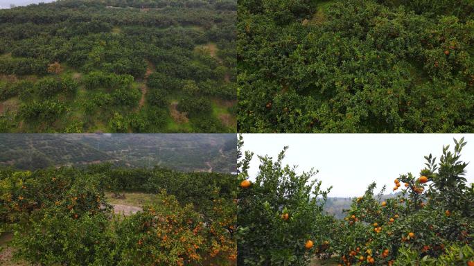 橘园橘树4K航拍