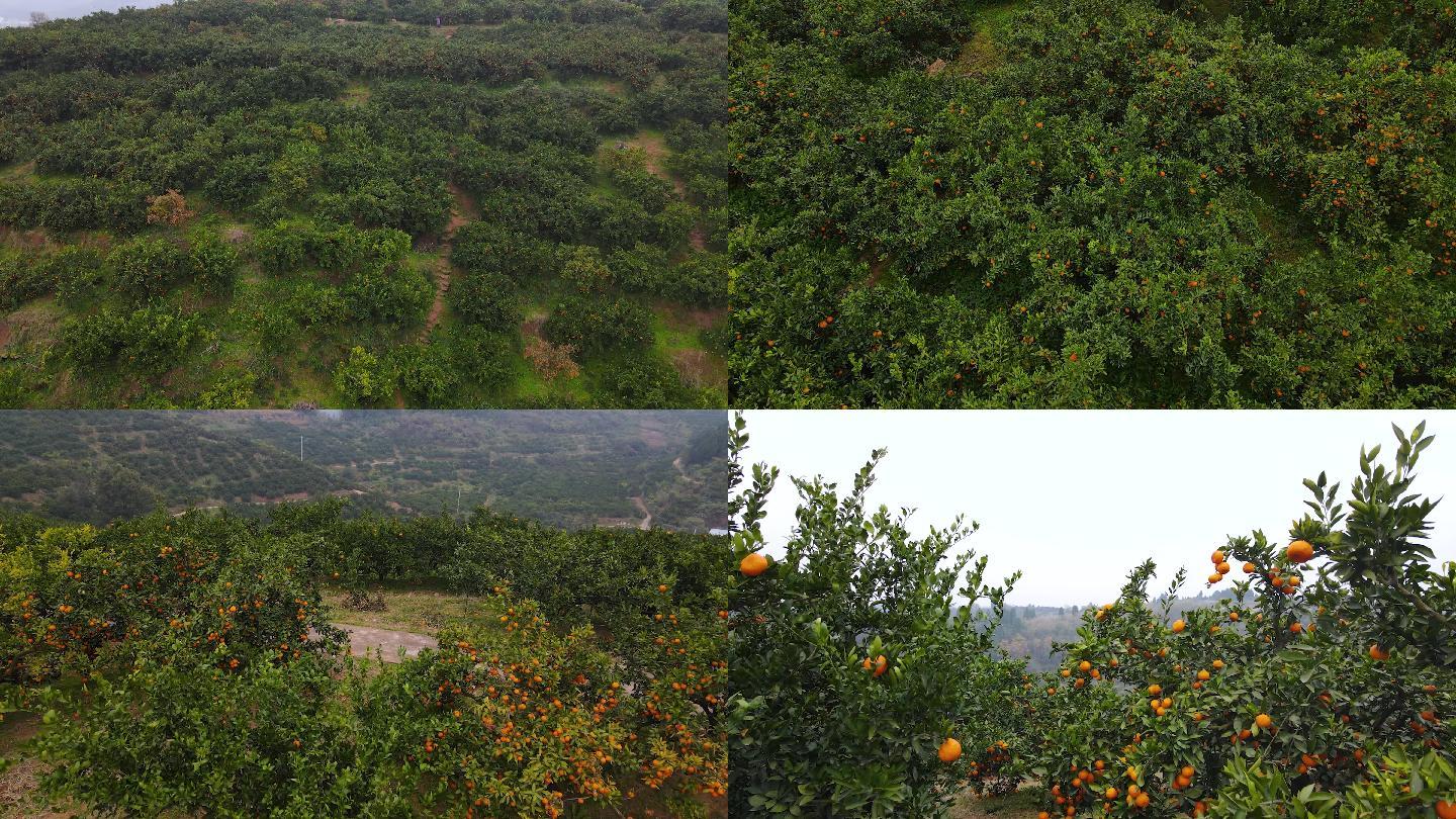 橘园橘树4K航拍