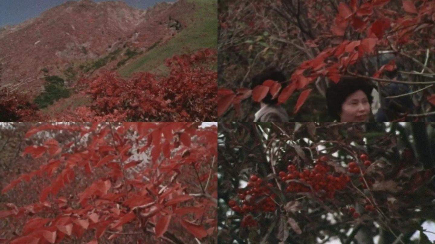 秋天游客旅游香山红叶枫叶
