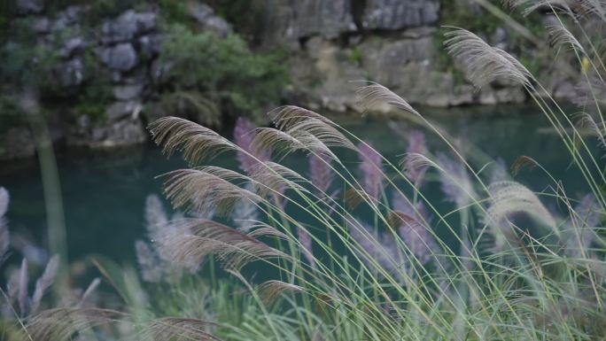 唯美空镜芦苇风景视频