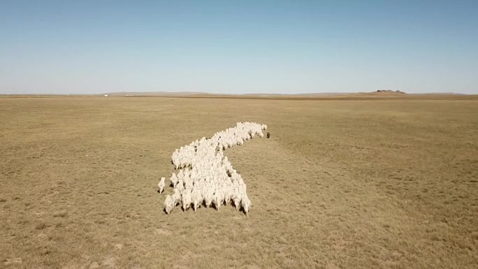 内蒙古大草原羊群航拍