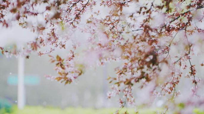 高清升格实拍实景-花瓣飘落的街道