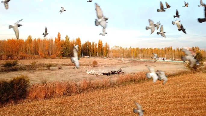 新疆秋天秋景自然风光航拍