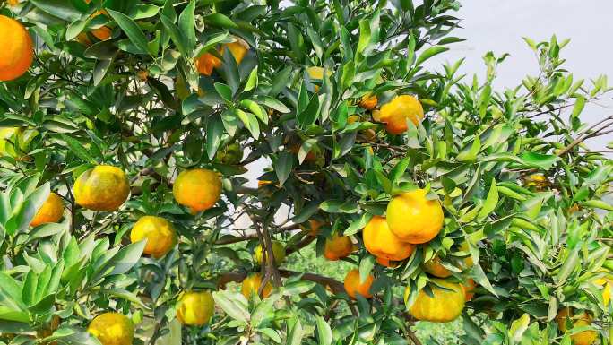 新鲜柑橘椪柑果园特写