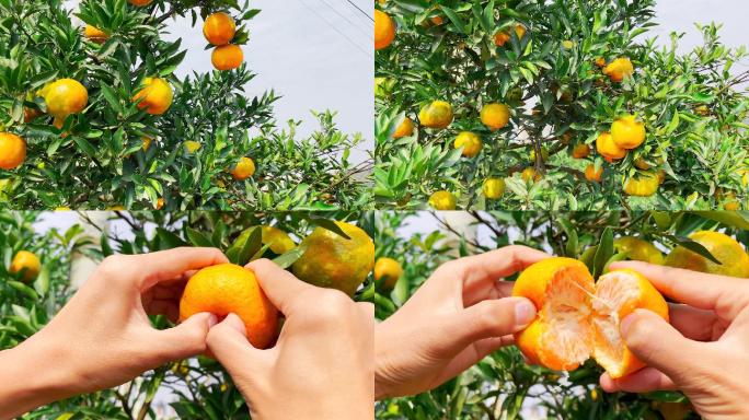 新鲜柑橘椪柑果园特写