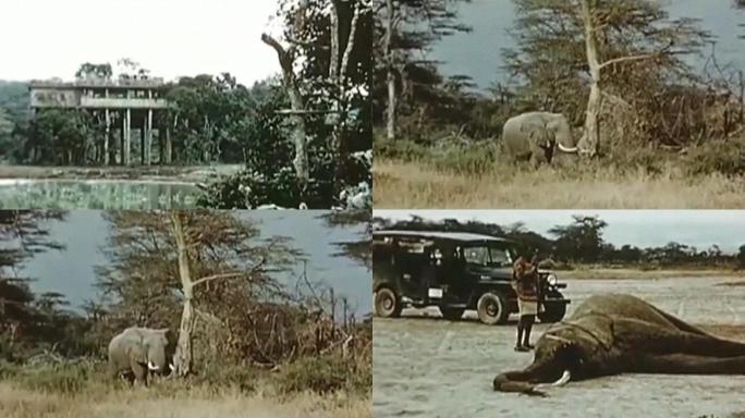 60年代非洲热带草原