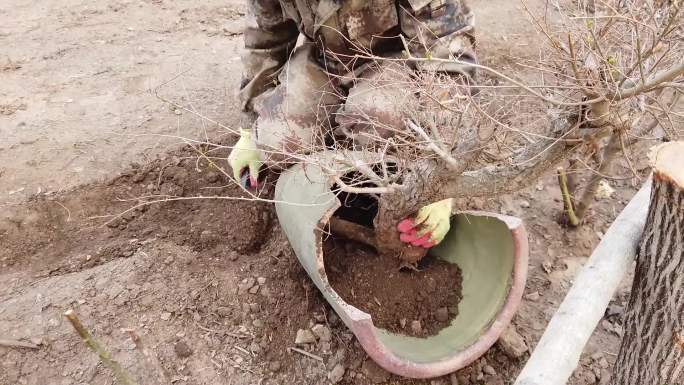 农民艺术家用一个破缸栽种盆栽