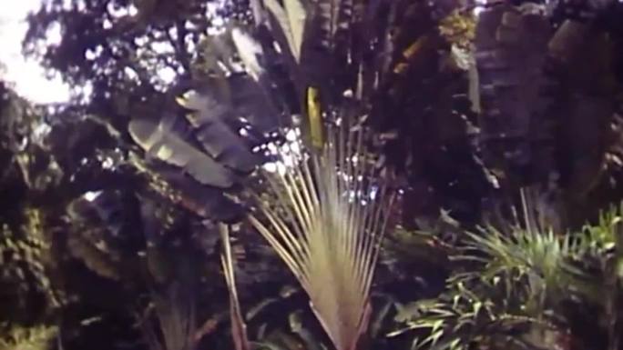 80年代深圳仙湖热带植物
