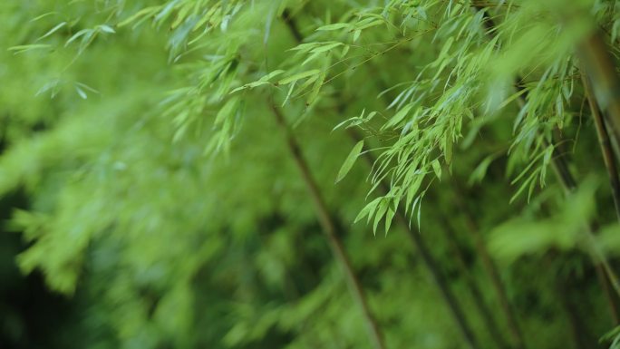 4K高清实拍实景-江南竹林特写