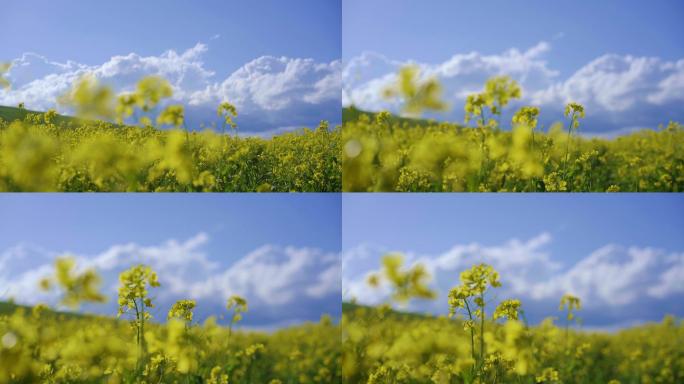 4K高清实拍实景-油菜花全景