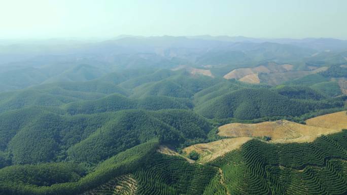 广西南宁天雹水库林业树木航拍4K素材