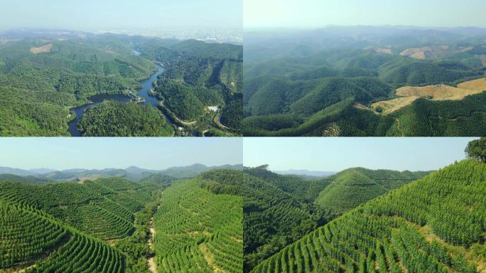 广西南宁天雹水库林业树木航拍4K素材