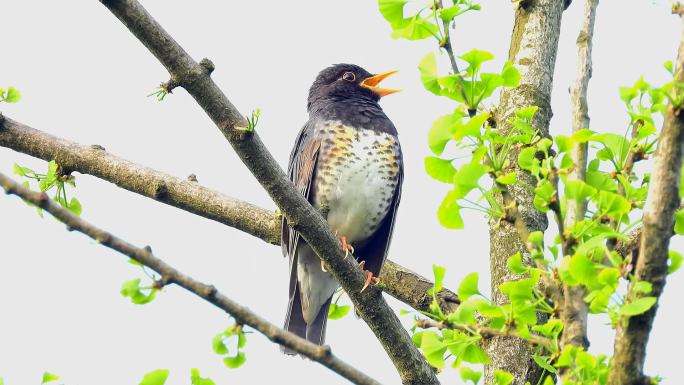 好听的鸟叫声，乌灰鸫叫声