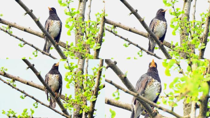 好听的鸟叫声，乌灰鸫叫声