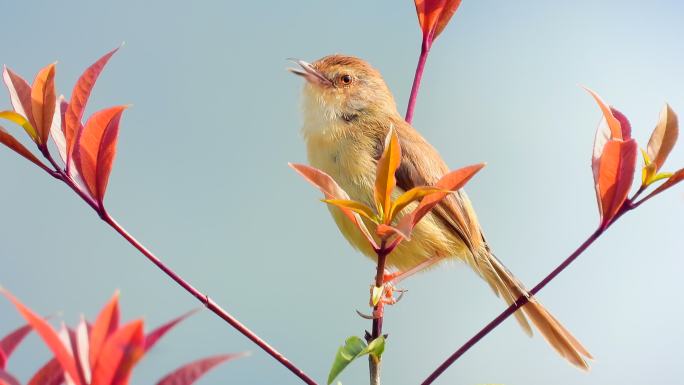 一只小鸟站在红叶上唱歌