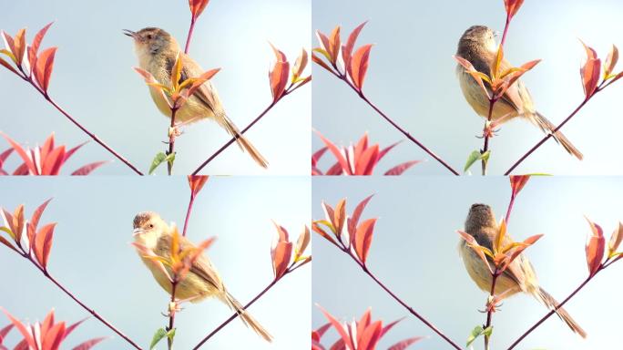 一只小鸟站在红叶上唱歌