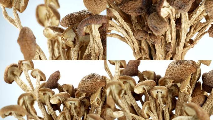 茶树菇 食用菌